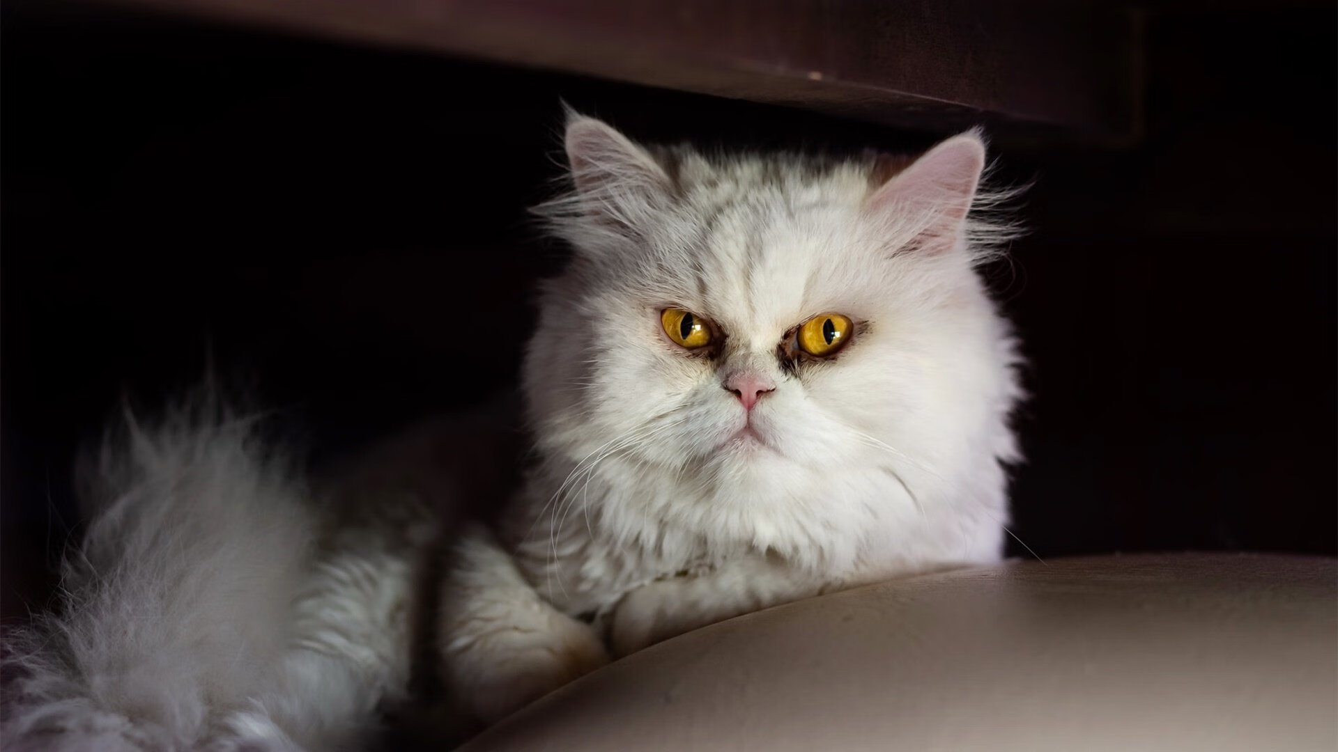 双重收割，蒂亚戈在英格兰的阴影下完成爱尔兰式爆发